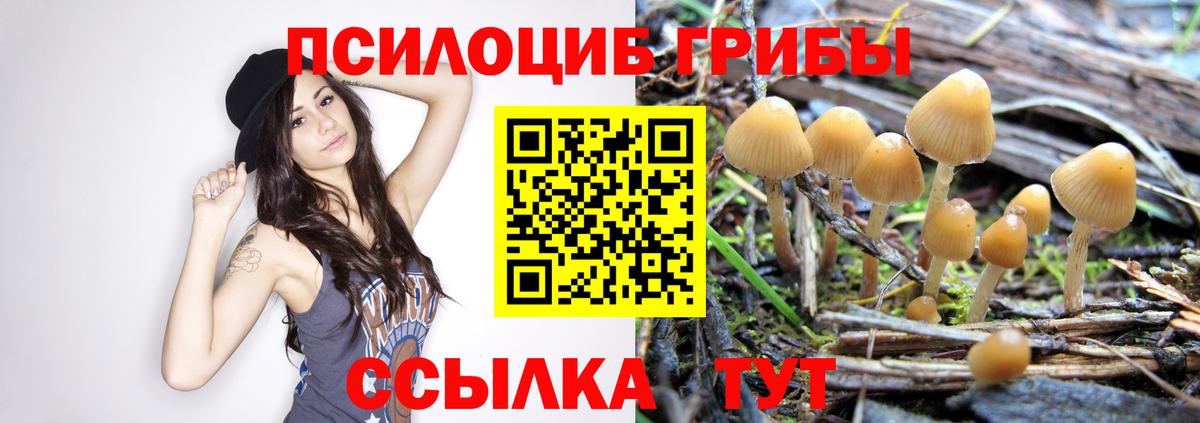 купить   Галлюциногенные грибы Psilocybe  Вход с VPN  Кисловодск 