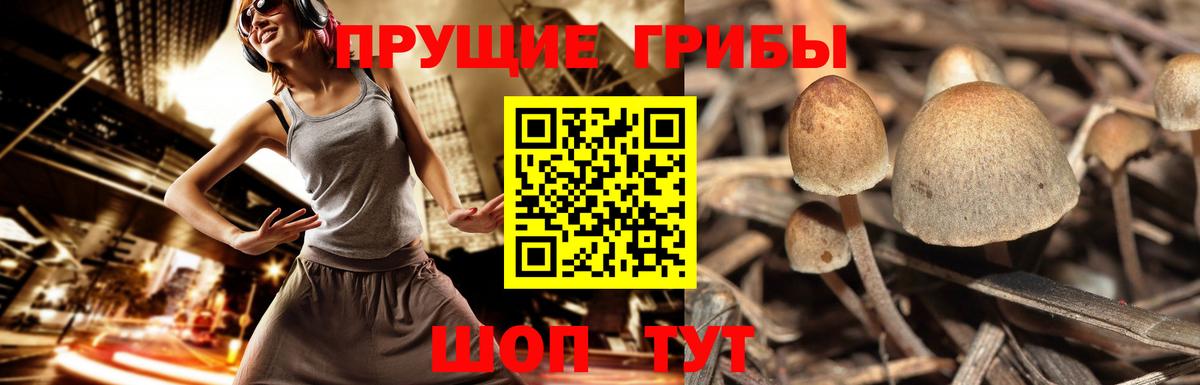 Галлюциногенные грибы Magic Shrooms Кисловодск
